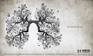 Histo.org: Lungs